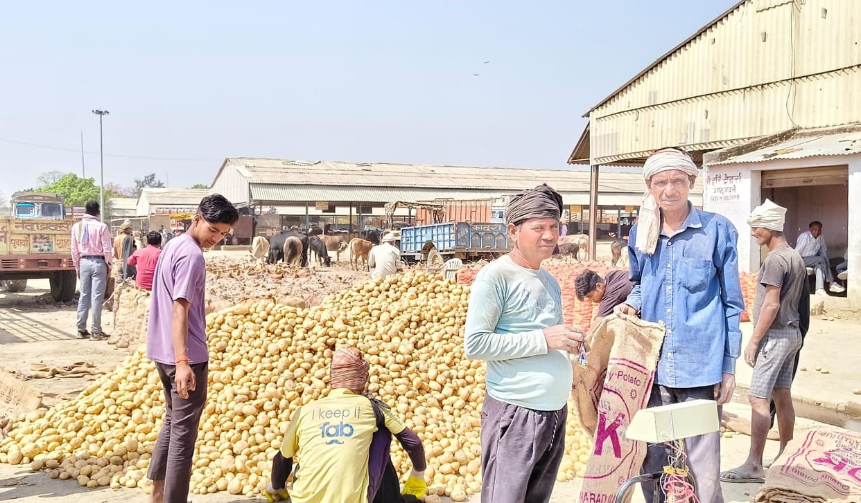 Five lakh metric tonnes of potatoes will be purchased at two government centres.