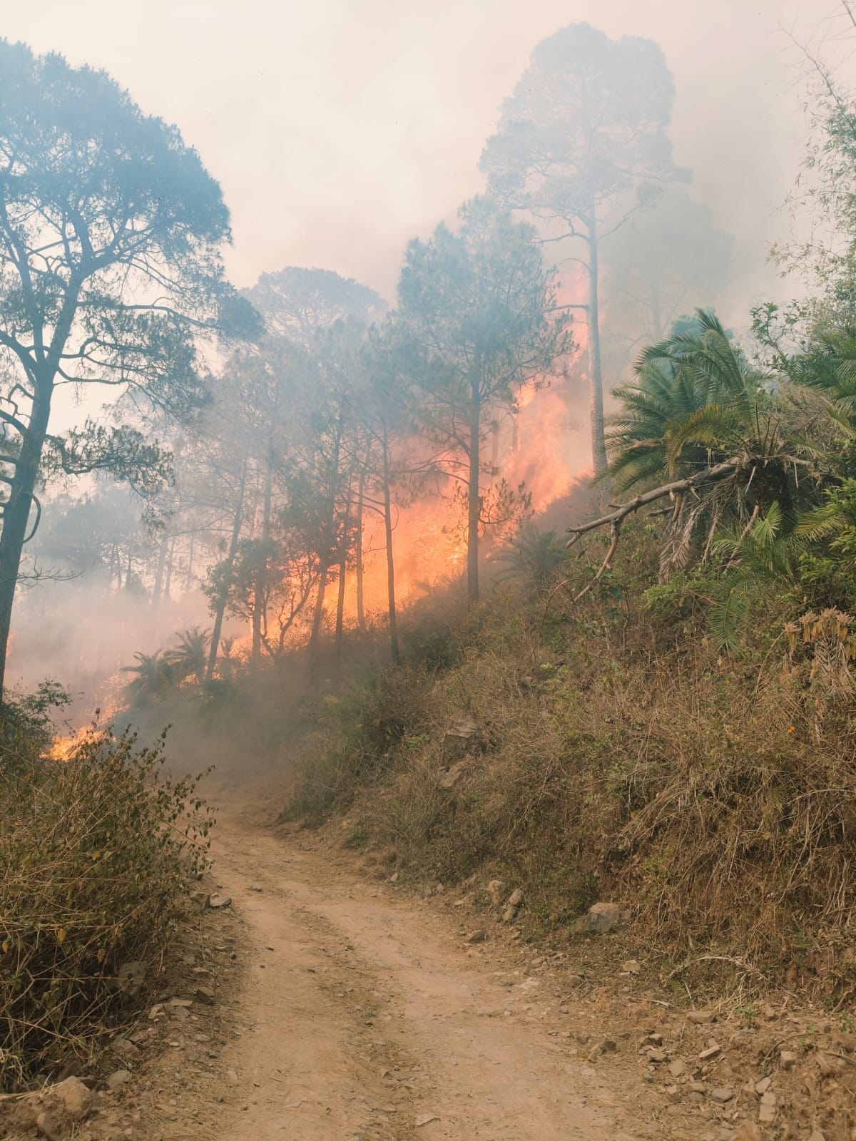 fire in jamta van range