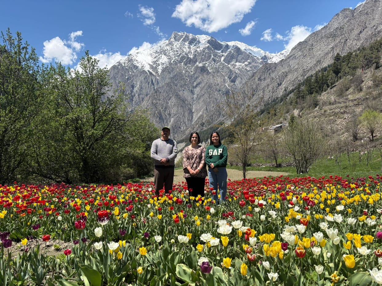 Fragrant tulip cultivation in Lahaul Valley