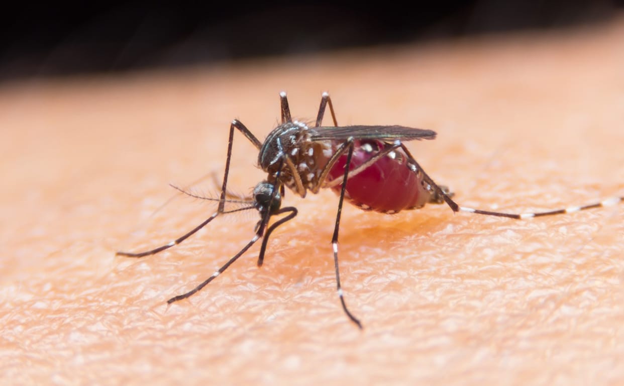 Today is World Malaria Day; know how the disease has increased in the capital in the last six years.
