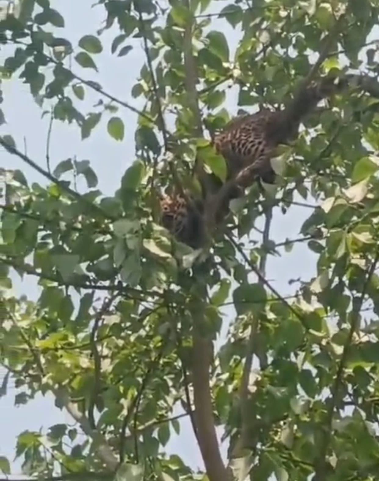 Leopard climbs tree injuring three villagers