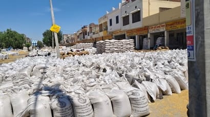 Wheat lifting in the markets picks up, bringing relief to farmers