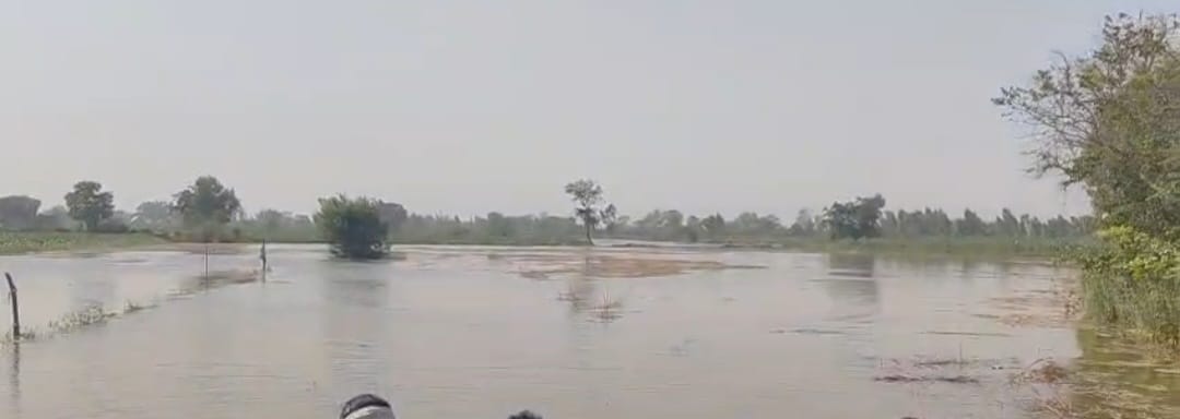 The fields are submerged due to the cutting of the Rajbaha track.