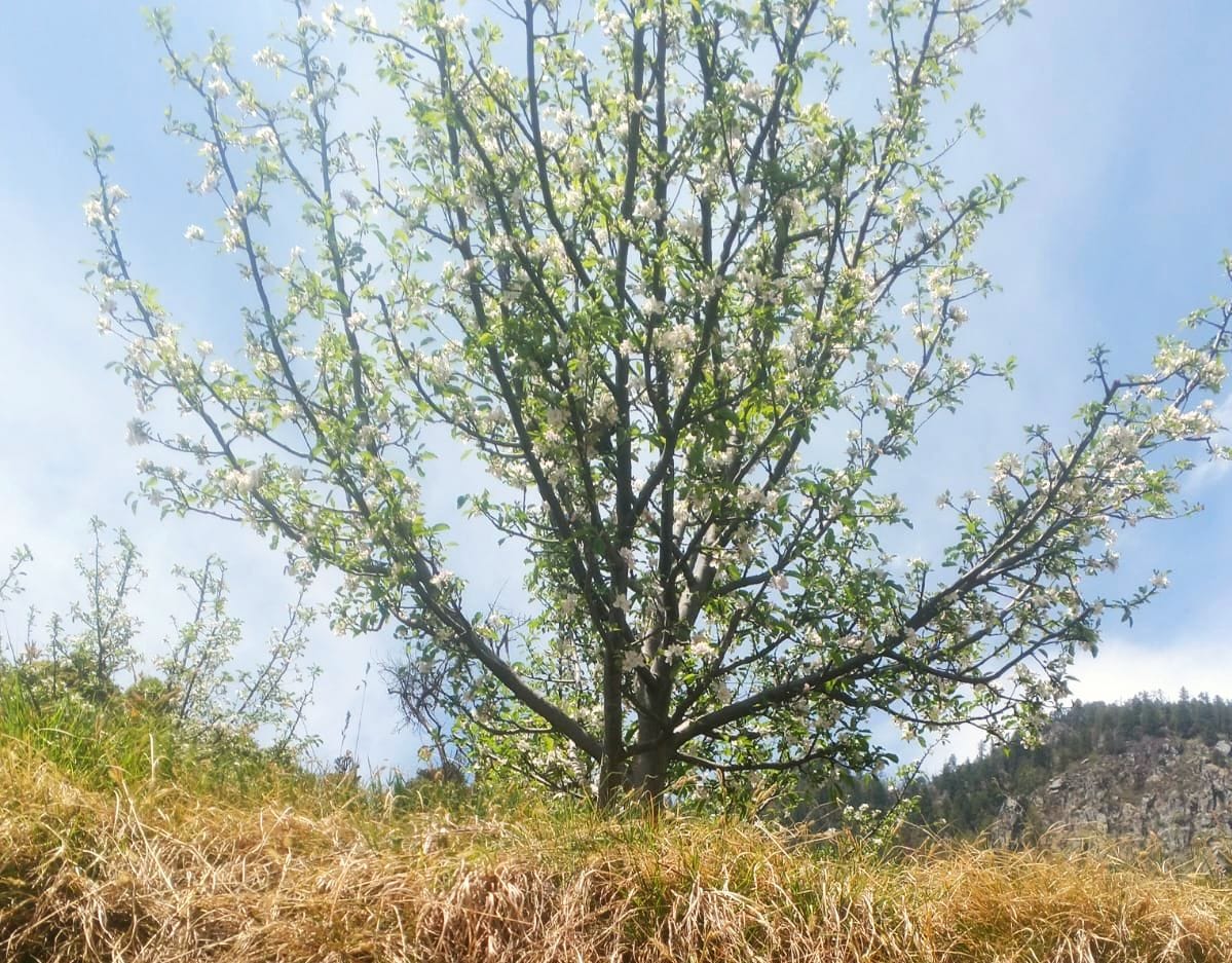 Risk of fruit drop due to heat and lack of rain