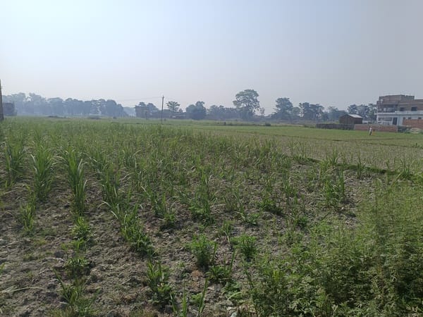 Pest Infestation Wreaks Havoc on Sugarcane Amidst April Heat; Plants Withering Away