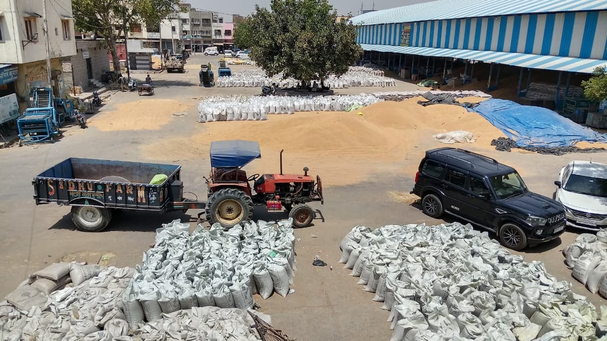 This time, record arrival of wheat in the grain markets of the district in seven years