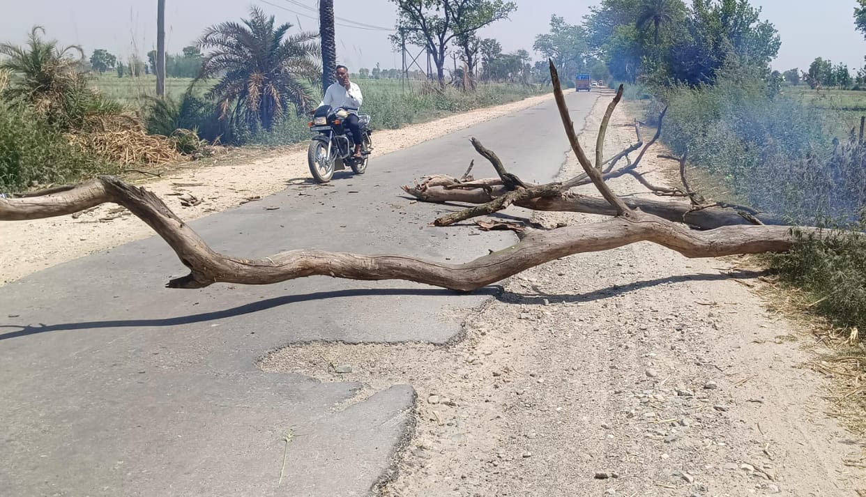 Sheesham trees set on fire, forest department's negligence increased the damage
