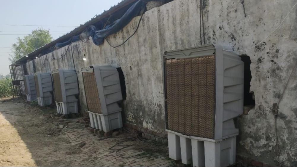 Robust arrangements have been made to ensure the safety of cattle residing in cow shelters amidst the scorching heat.