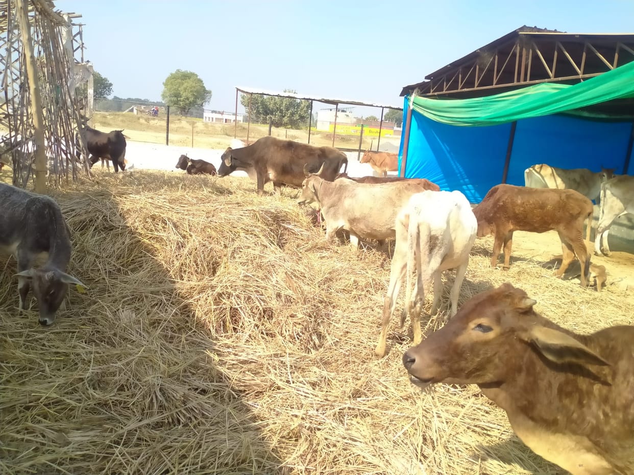 No shade, no water, cattle suffering in 43 degree heat