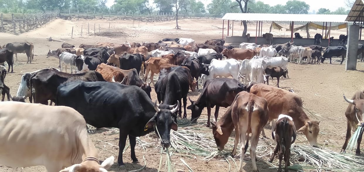 What kind of protection is this... Cattle suffering under 40 degree Celsius temperature and open sky