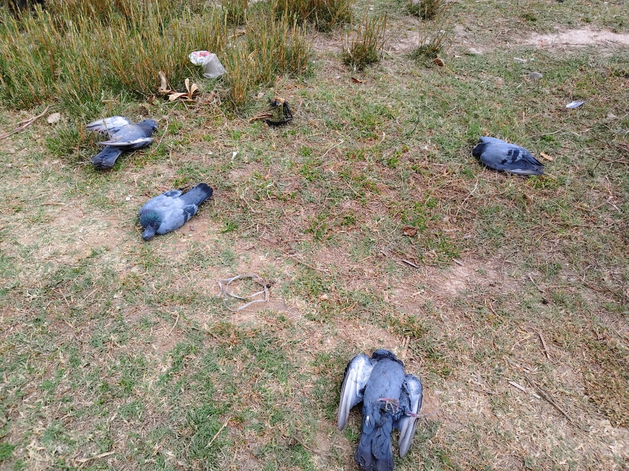 गर्मी से मृत कबूतर
