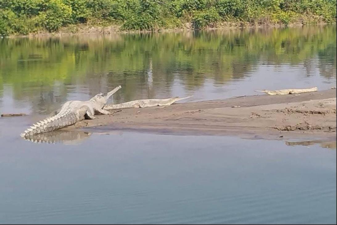 The family of crocodiles will increase in Gerua