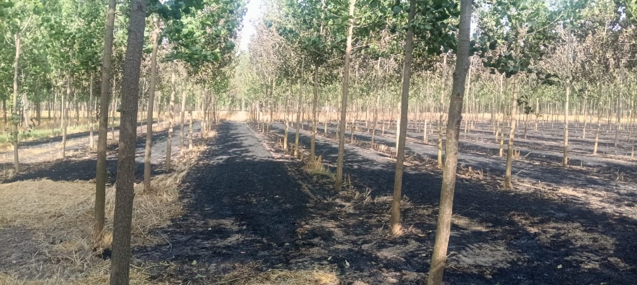 Three and a half acres of wheat burned in a fire in Kishanpura