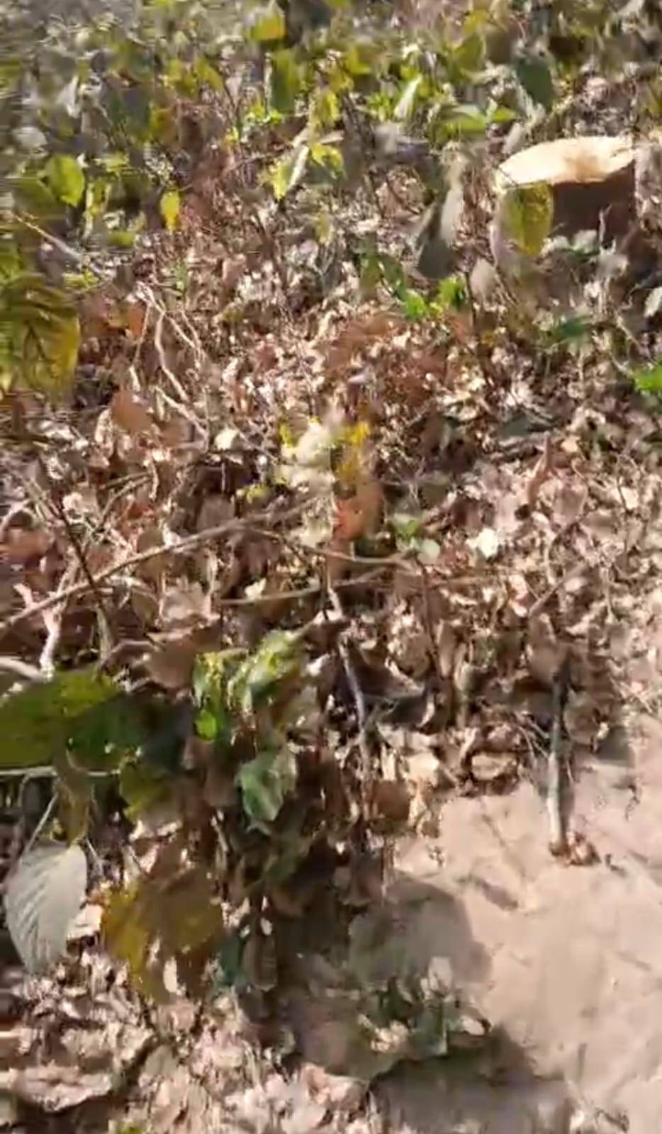 Colonizers cut down green trees along the highway and made the wood disappear.