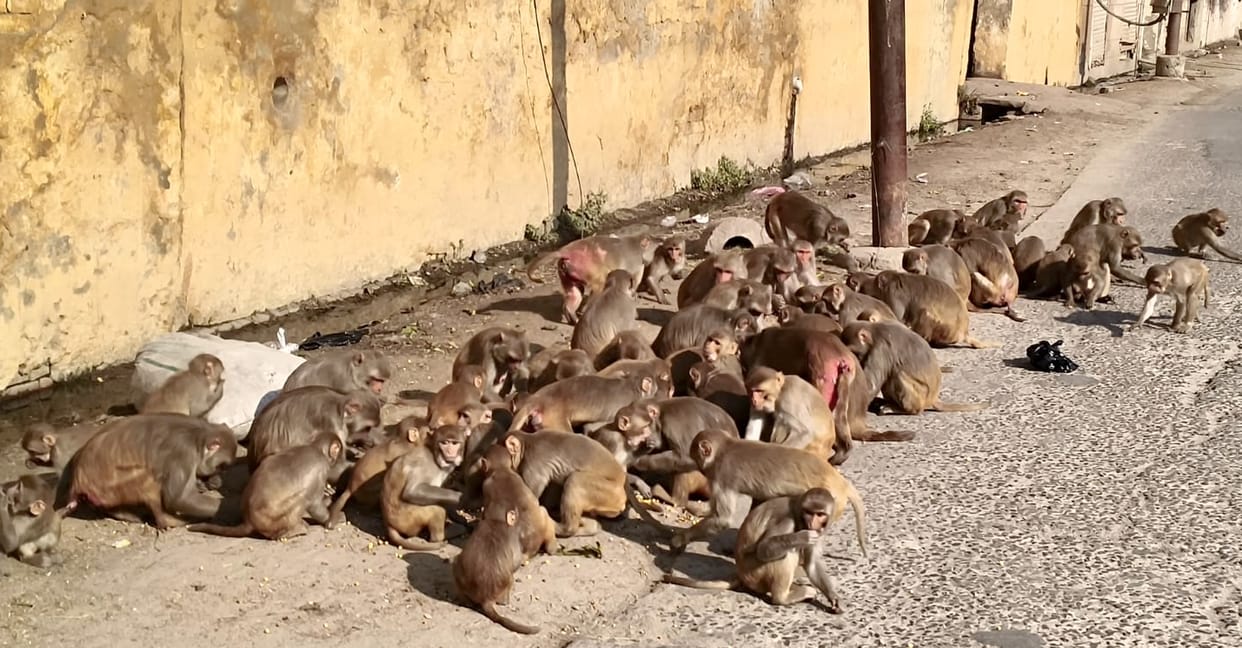 Who will get rid of the monkeys, there is a tussle between the departments.