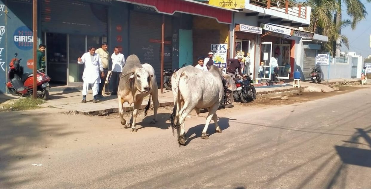 Risk of Accidents Rises Due to Stray Cattle