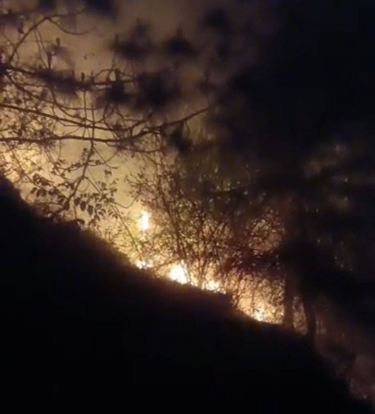 Dozens of pine trees and grass bundles burned in Jalori.