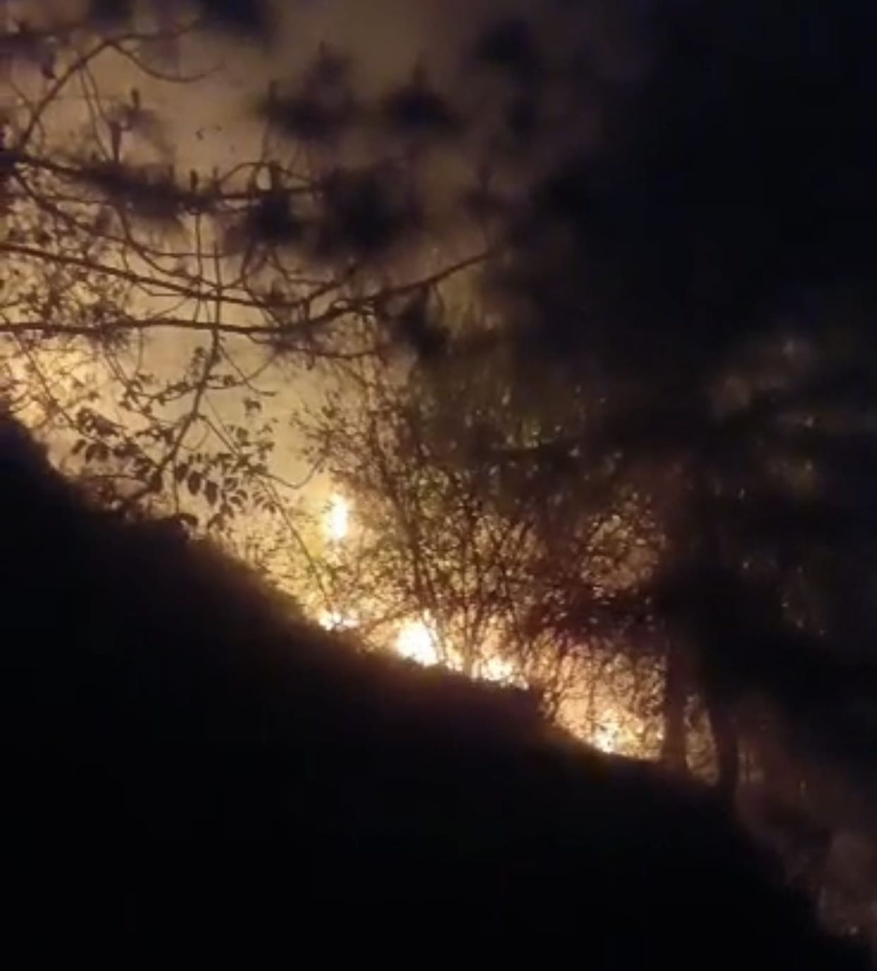 Dozens of pine trees and grass bundles burned in Jalori.