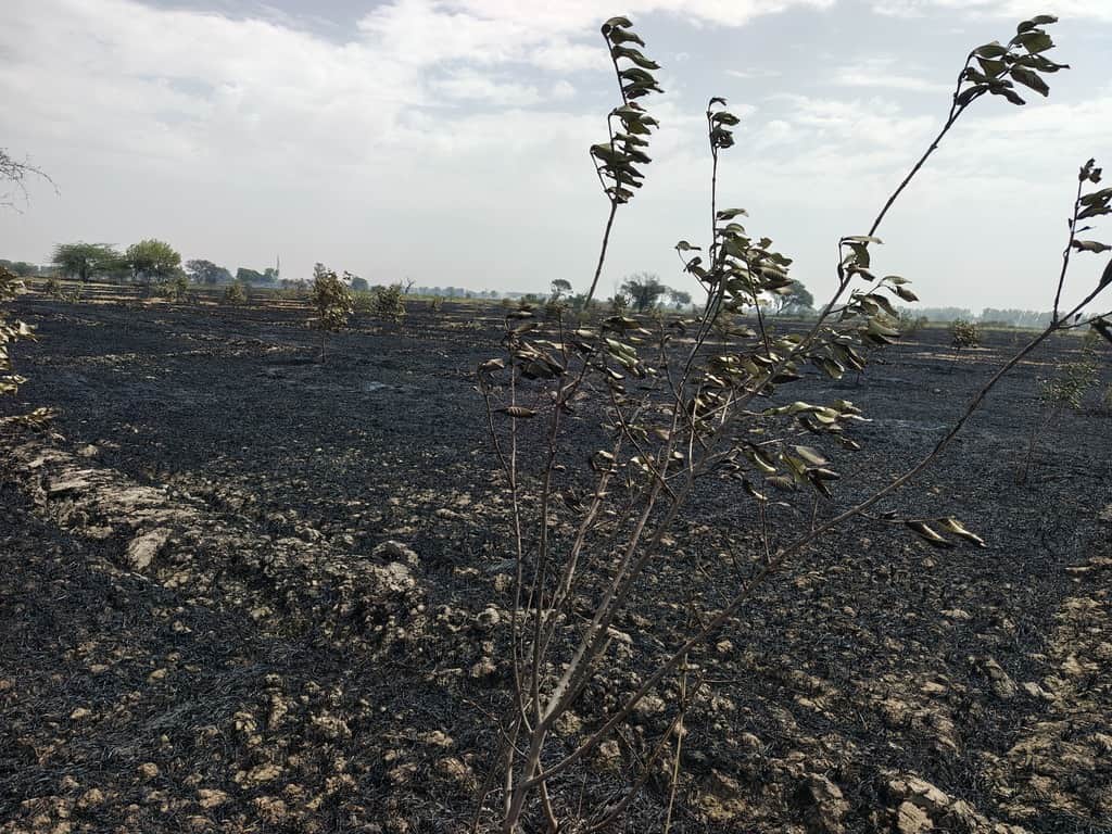 कुडलन गांव में आग लगने से जले बागवानी के पौधे।