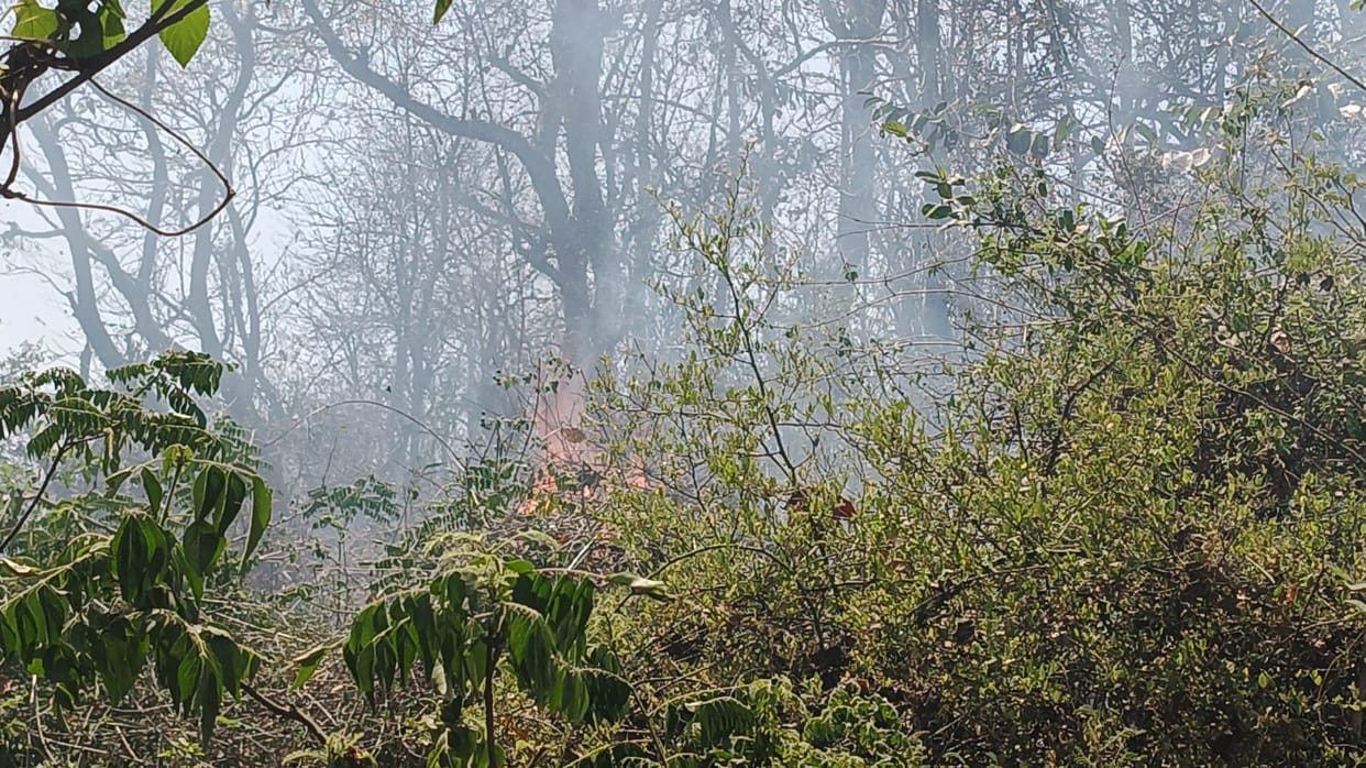 Fire Erupts Again in Forest; 20 Acres of Forest Wealth Destroyed