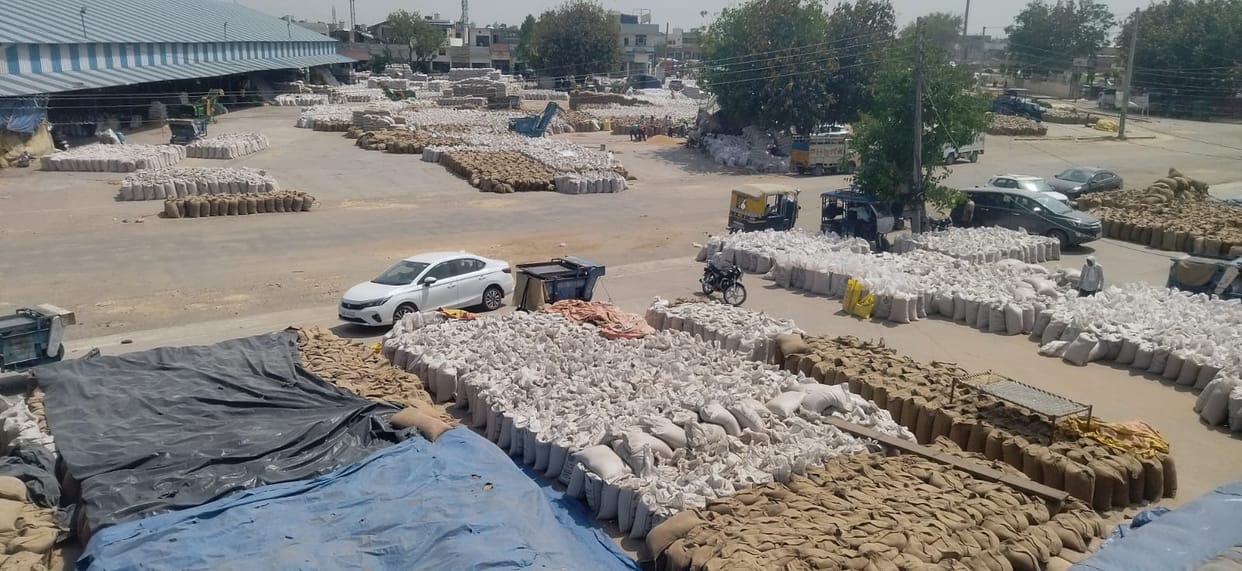 Procurement agencies have so far purchased 509538 metric tonnes of wheat.