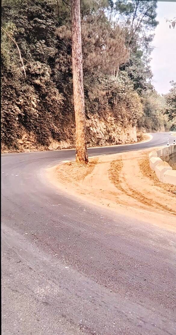 Forest department is slow in removing dangerous trees standing on the roadside