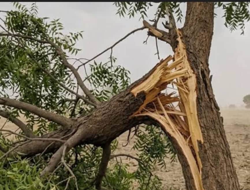 MP News: Thousands of trees at risk due to Bhopal's six-lane bypass; Kolar sees the highest number of trees be