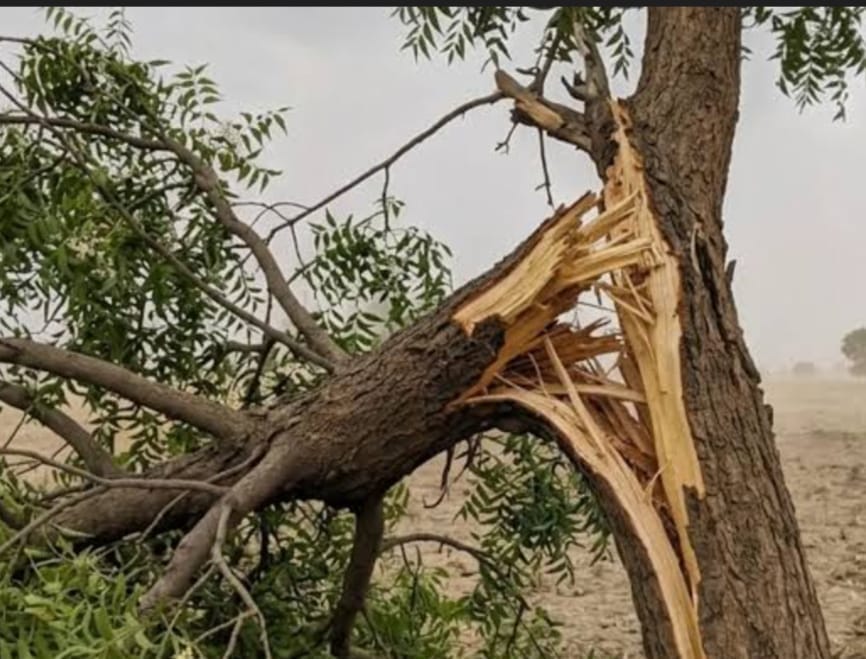 MP News: Thousands of trees at risk due to Bhopal's six-lane bypass; Kolar sees the highest number of trees be