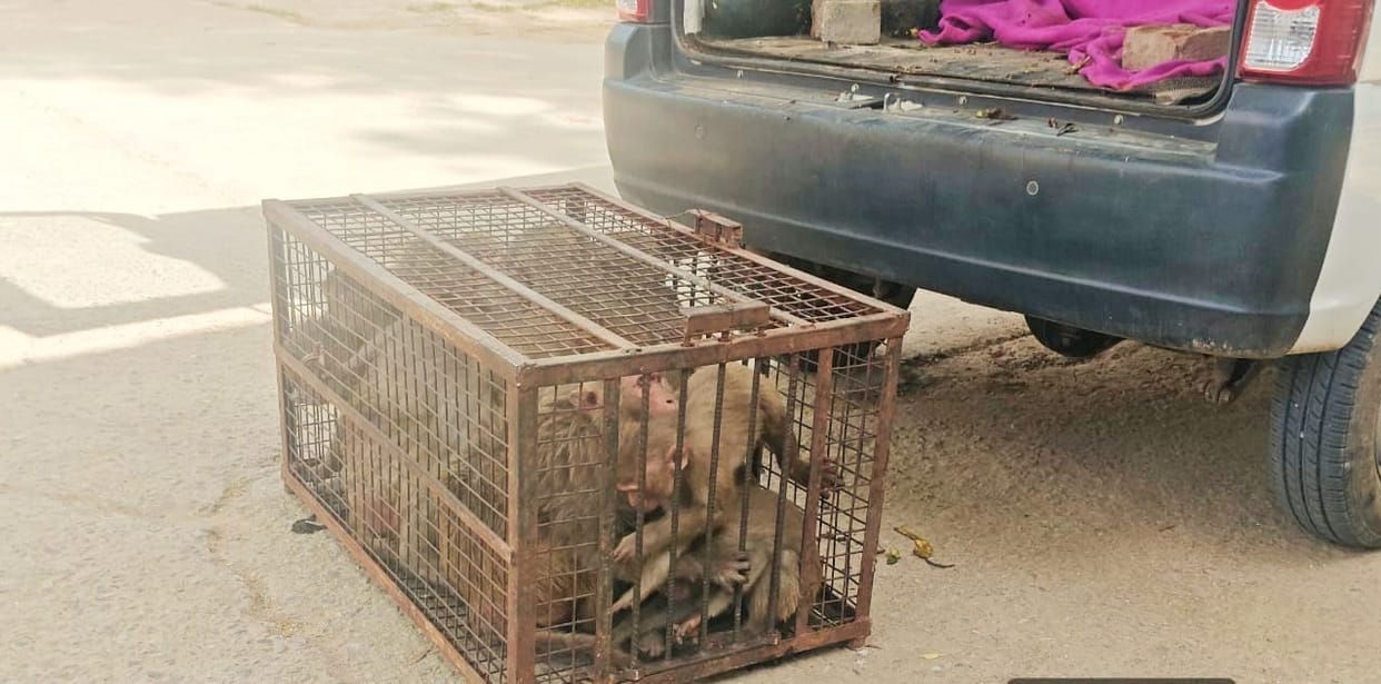 Monkey capture drive intensifies in Kanina, 219 captured so far