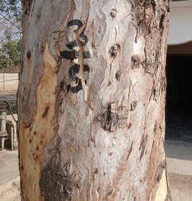 Even after the Chhapan, the old trees are not being cut