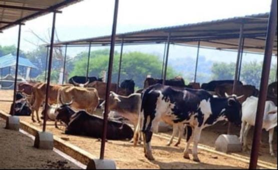 Cattle in cow shelters are suffering severely from the heat due to a lack of water and shade.
