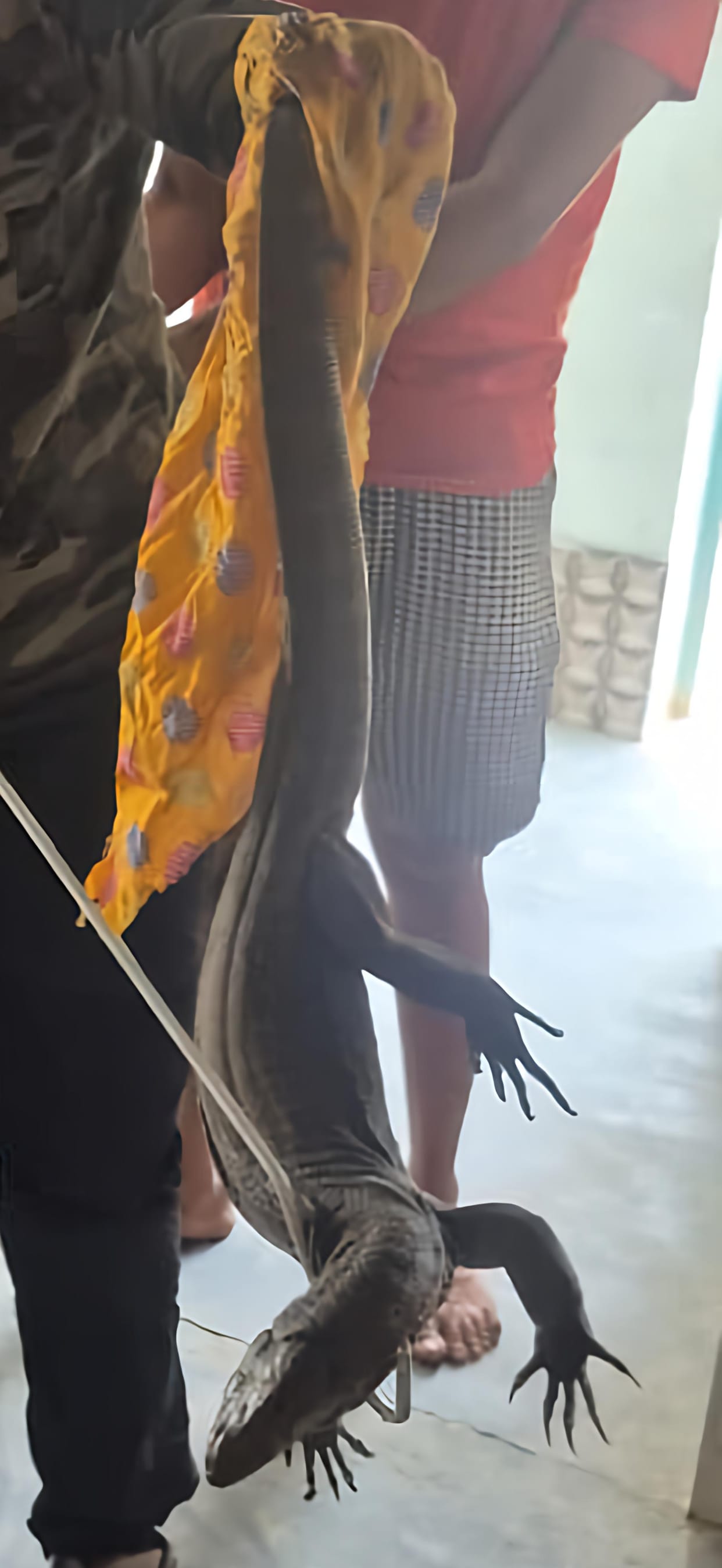 Giant monitor lizard enters house, causes panic