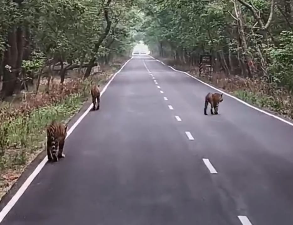 Tourists were thrilled to see three tigers walking on the road.
