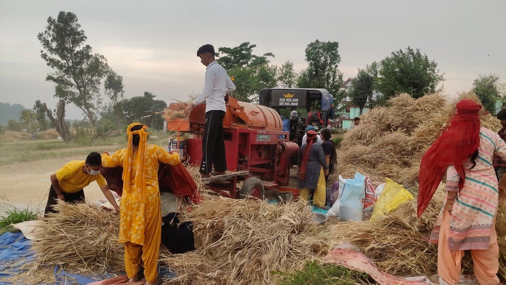Wheat harvesting in full swing, changing weather scares farmers