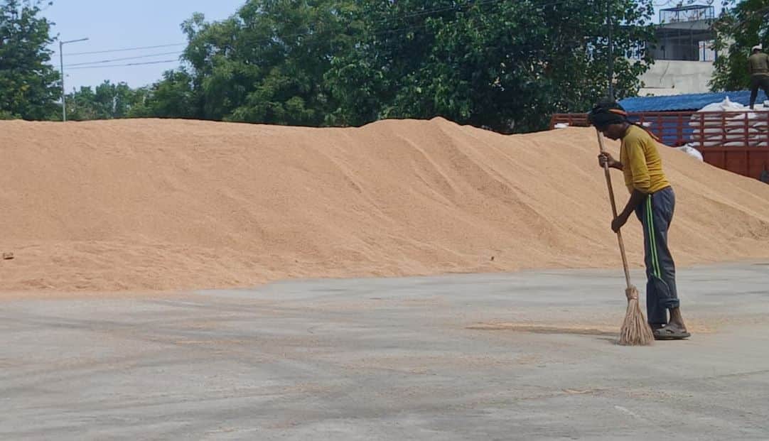 26-रोहतक नई अनाज मंडी में फैले गेहूं को झाड़ू से इकट्ठा करता मजदूर। संवाद