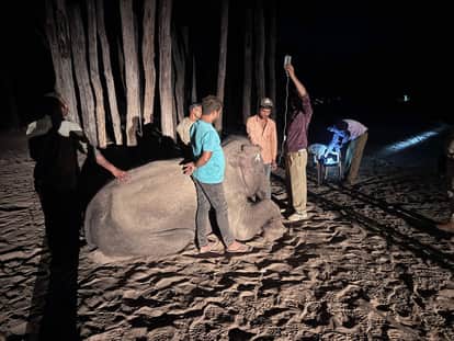 Mystery Death of Female Elephant Gayatri in Bandhavgarh Raises Anthrax Concerns