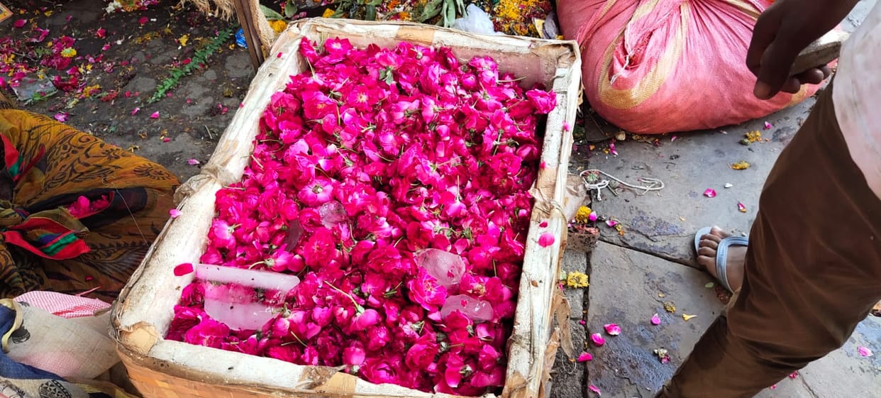 Roses burned in 42-degree heat, gardeners devastated.