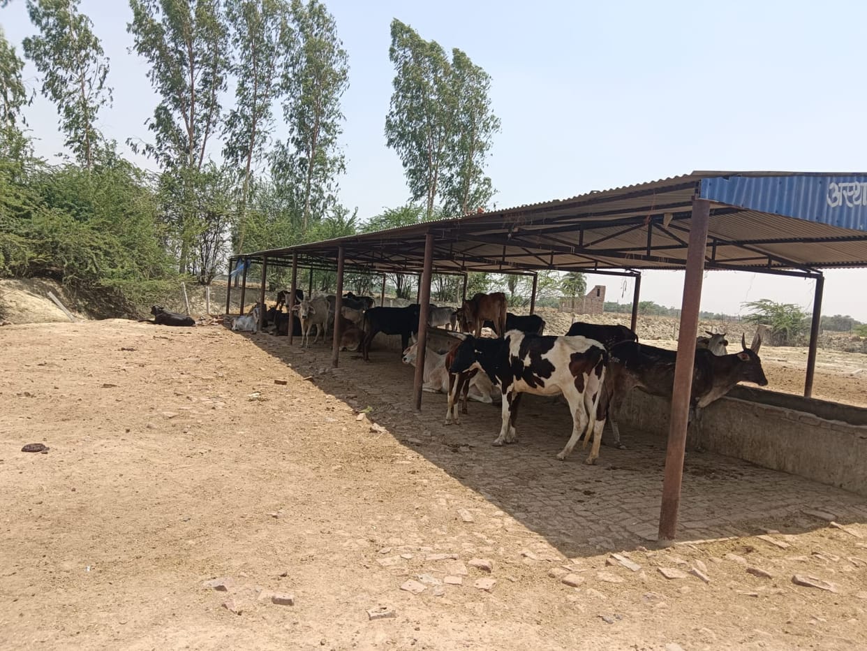 A tin shed sizzles like a furnace, trough water boils in the sun, cattle in distress even in the cow shelters.