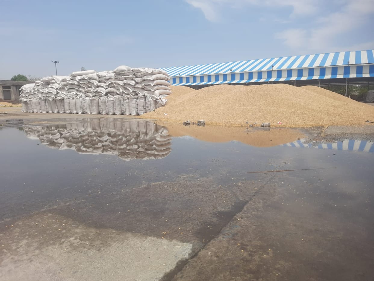 Lakhs of Quintals of Wheat Soaked in Mandis; Questions Raised Over Delays in Lifting