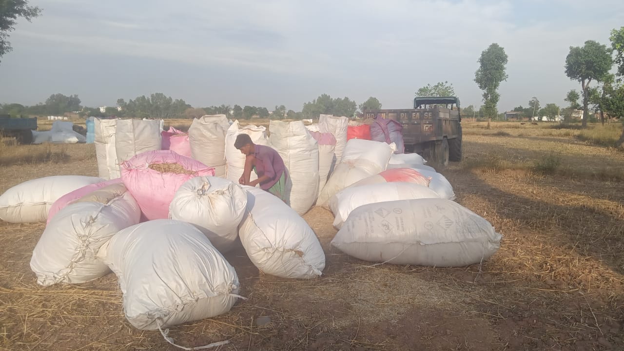 हीरानगर के क्षेत में फसल समेटने में जुटे किसान संवाद