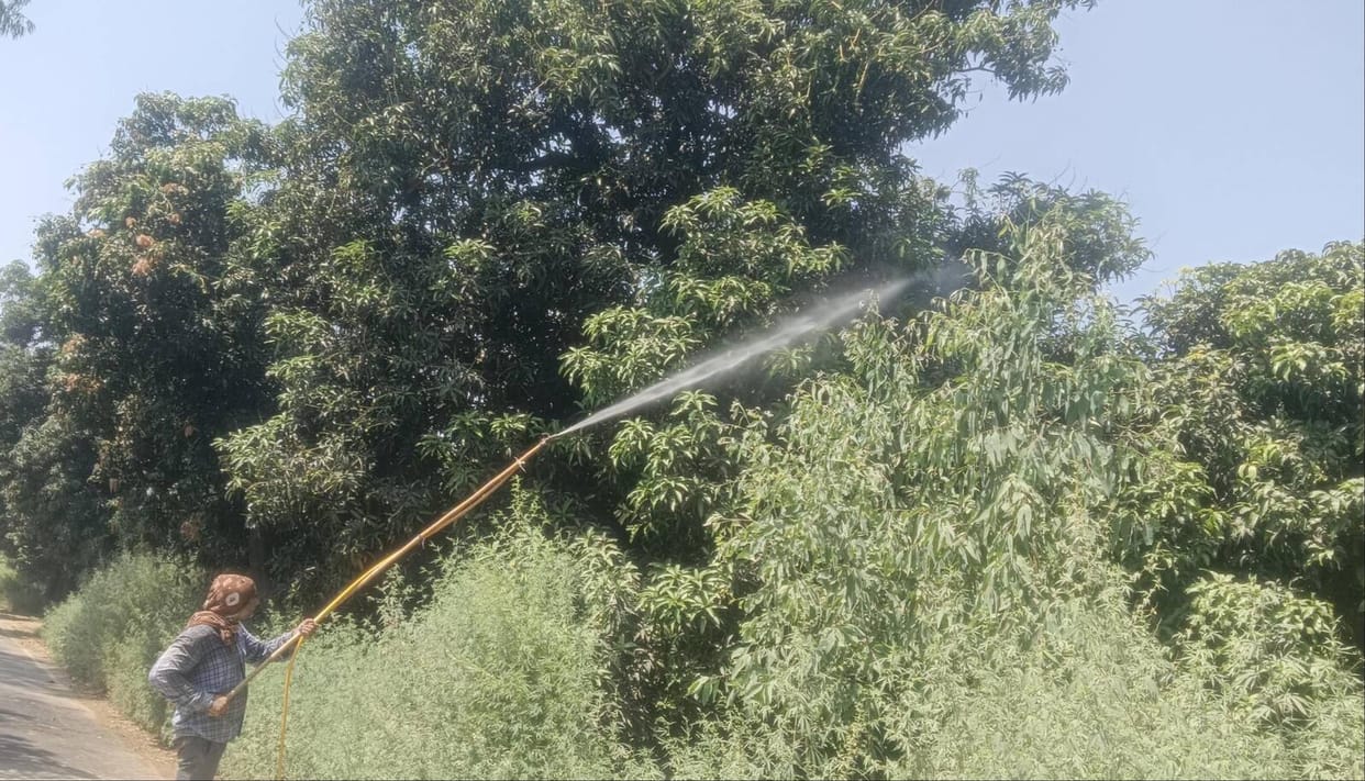 Mango trees are facing havoc due to the attack of Tela-Chippa, increasing the concern of the gardeners.