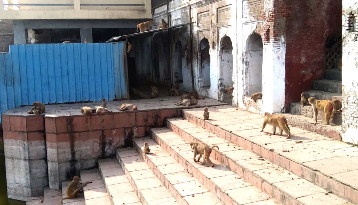Monkeys create havoc at Kapil Tirtha, devotees upset