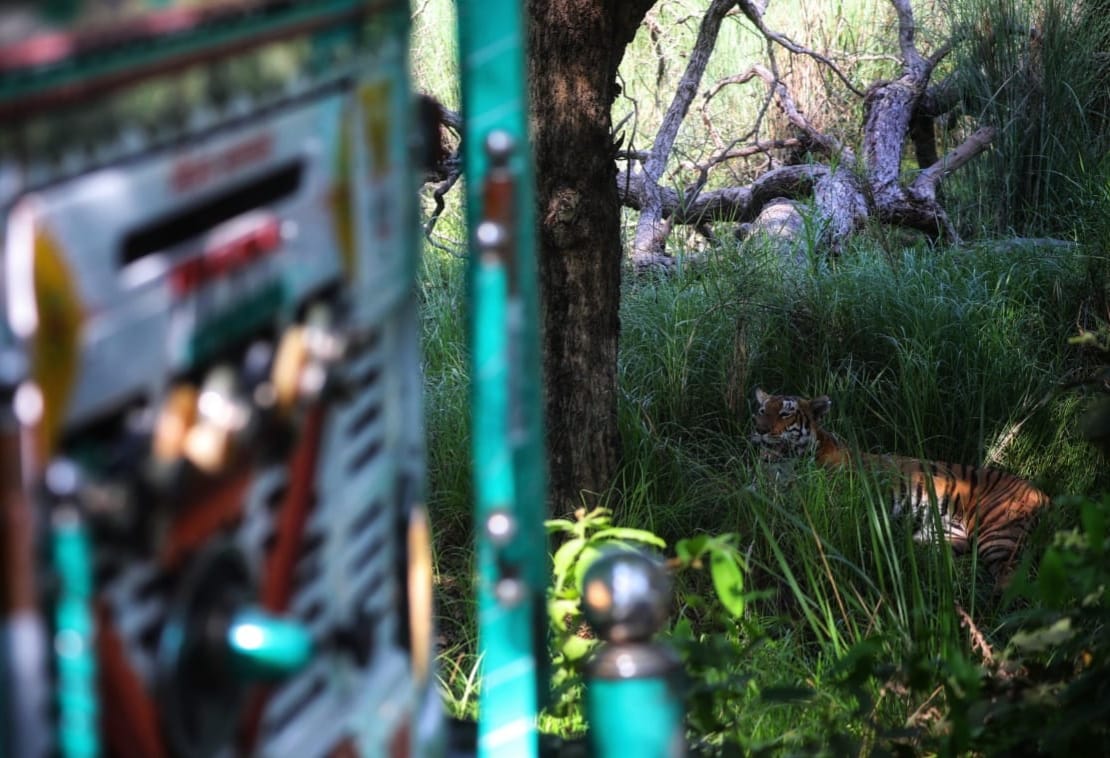 Danger in the race to see tigers, rules being broken on the forest route