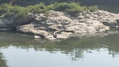 Kota News: Crocodile Drags Father into River Depths Right in Front of His Son; Body Recovered Four Hours Later