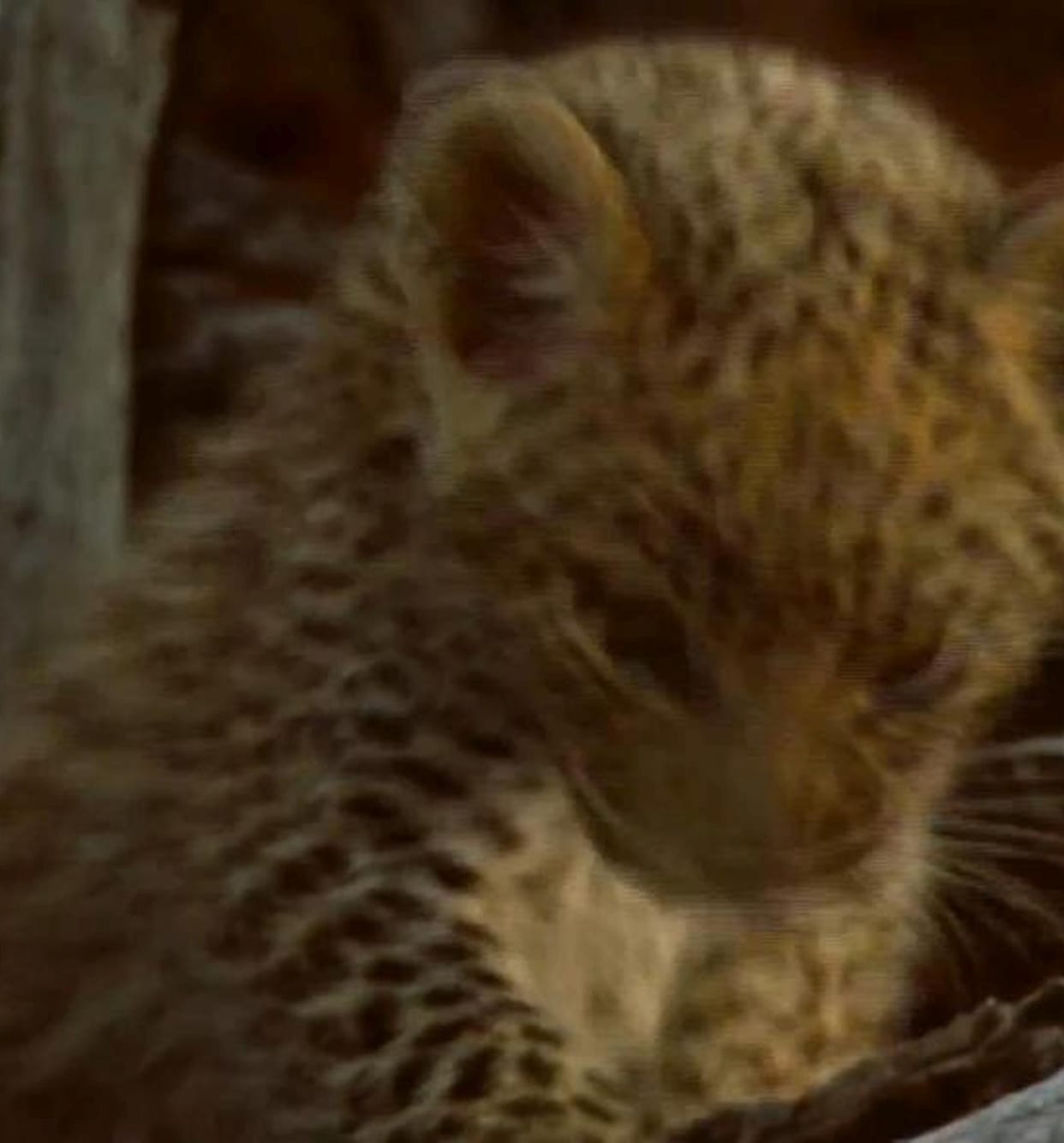 Mother leopard fails to return to her cubs, area evacuated