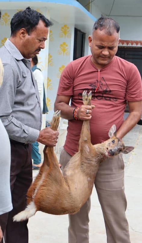 नगर क्षेत्र में भटककर आए हिरण के शावक को रेस्कयू करते विभागीय कर्मी। स्रोत : स्वयं