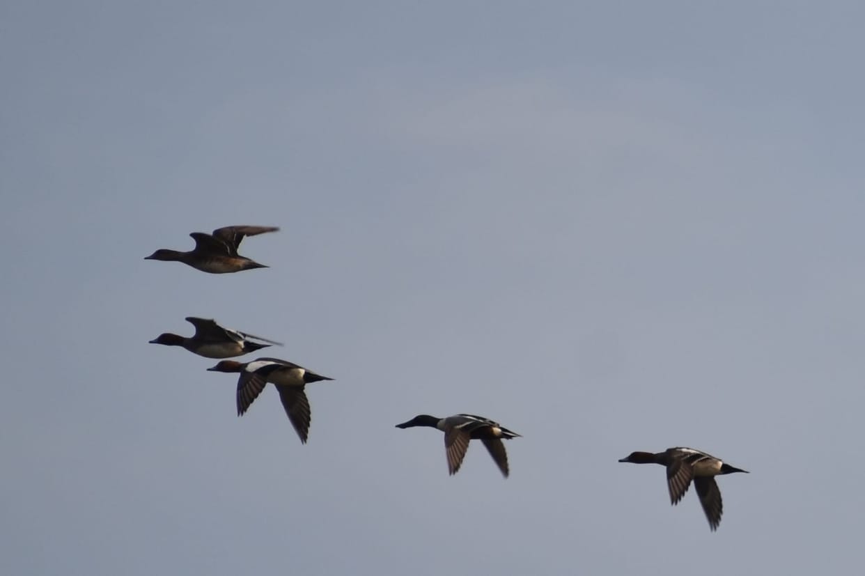 Birds depart after four months of hospitality