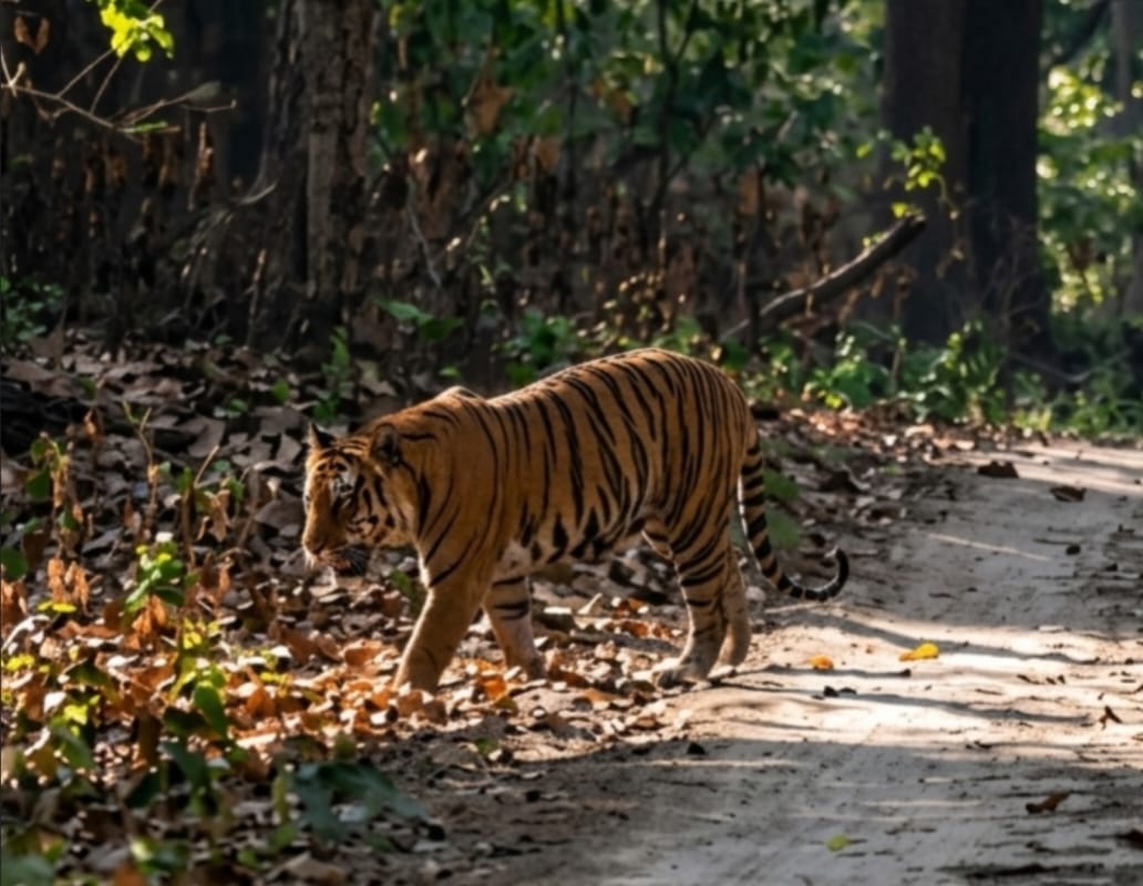 Encounter with tiger in Dudhwa, tourists thrilled