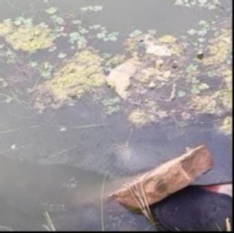 Tied a 50-kilogram stone to the chest and threw into the river.