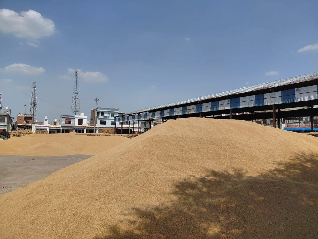 Chattar leads all yards in wheat procurement, while the pace remains slowest at Uchana Mandi.